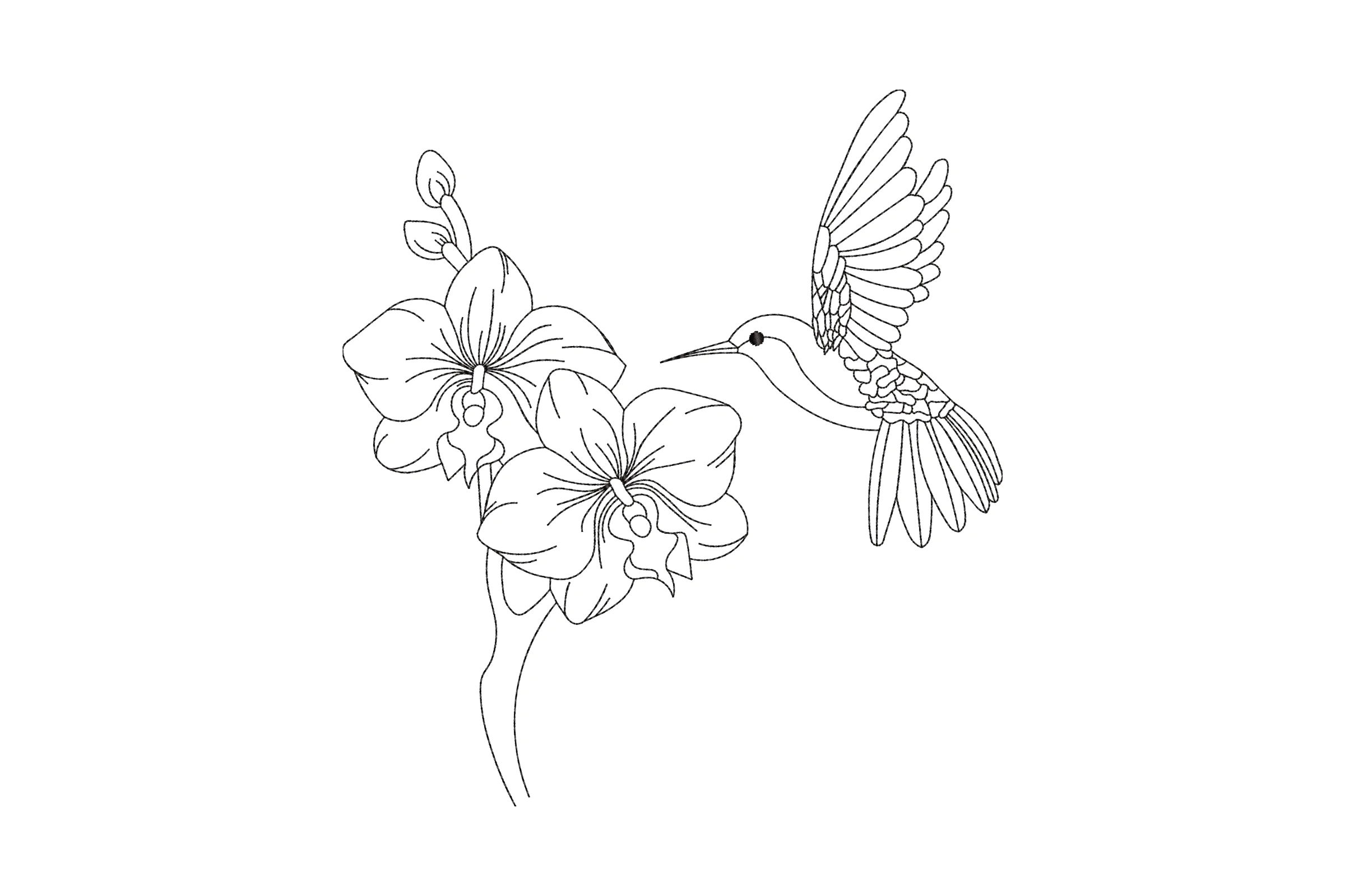 Hummingbird and Orchid Line Art Embroidery Design